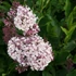 Syringa patula 'Miss Kim' - Törpe orgona, bársonyos orgona