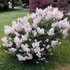 Syringa patula 'Miss Kim' - Törpe orgona, bársonyos orgona