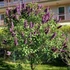Syringa vulgaris 'Andenken an Ludwig Spath' - Orgona
