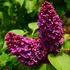 Syringa vulgaris 'Andenken an Ludwig Spath' - Orgona