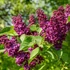 Syringa vulgaris 'Andenken an Ludwig Spath' - Orgona