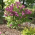 Syringa vulgaris 'Charles Joly' - Orgona