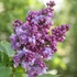 Syringa vulgaris 'Charles Joly' - Orgona