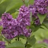 Syringa vulgaris 'Charles Joly' - Orgona