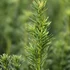Taxus baccata 'Fastigiata Robusta' - Oszlopos tiszafa