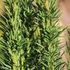 Taxus baccata 'Fastigiata Robusta' - Oszlopos tiszafa