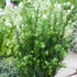 Taxus media 'Groenland' - Tiszafa