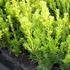 Taxus media 'Groenland' - Tiszafa