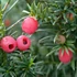 Taxus media 'Hicksii' - Tiszafa (nőivarú)