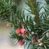 Taxus media 'Hicksii' - Tiszafa (nőivarú)