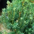 Taxus x media 'Hillii' - Tiszafa