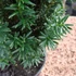 Taxus x media 'Hillii' - Tiszafa