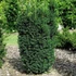 Taxus x media 'Hillii' - Tiszafa
