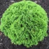 Thuja occidentalis 'Danica' – Nyugati tuja