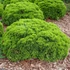 Thuja occidentalis 'Danica' – Nyugati tuja