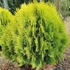 Thuja (Platycladus) orientalis 'Aurea Nana' - Keleti tuja