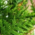 Thuja plicata 'Atrovirens' - Óriás tuja