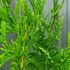 Thuja plicata 'Atrovirens' - Óriás tuja