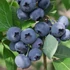 Vaccinium corymbosum 'Chandler' - Kék fürtös áfonya