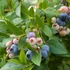 Vaccinium corymbosum 'Chandler' - Kék fürtös áfonya