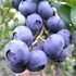 Vaccinium corymbosum 'Chandler' - Kék fürtös áfonya