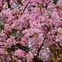 Viburnum x bodnantense - Kikeleti bangita