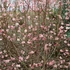 Viburnum x bodnantense - Kikeleti bangita