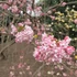 Viburnum x bodnantense - Kikeleti bangita