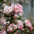 Viburnum x bodnantense 'Charles Lamont' - Kikeleti bangita