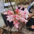 Viburnum x bodnantense 'Charles Lamont' - Kikeleti bangita