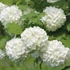 Viburnum opulus 'Roseum' - Labdarózsa