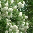 Viburnum opulus 'Roseum' - Labdarózsa