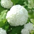 Viburnum opulus 'Roseum' - Labdarózsa