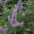Vitex agnus-castus 'Latifolia' – Illatos barátcserje