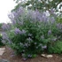 Vitex agnus-castus 'Latifolia' – Illatos barátcserje