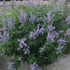 Vitex agnus-castus 'Latifolia' – Illatos barátcserje