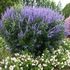 Vitex agnus-castus - Illatos barátcserje