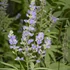 Vitex agnus-castus - Illatos barátcserje