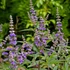 Vitex agnus-castus - Illatos barátcserje