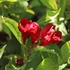 Weigela 'Cherry Love'® – Rózsalonc
