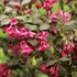 Weigela florida 'Minor Black'® – Rózsalonc