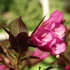 Weigela florida 'Minor Black'® – Rózsalonc