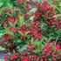 Weigela florida 'Red Prince' – Rózsalonc