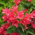 Weigela florida 'Red Prince' – Rózsalonc