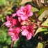Weigela florida 'Red Prince' – Rózsalonc