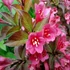 Weigela 'Rumba' – Rózsalonc