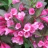 Weigela 'Alexandra' - Rózsalonc