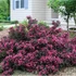Weigela 'Alexandra' - Rózsalonc