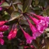 Weigela 'Alexandra' - Rózsalonc