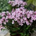 Weigela florida 'Pink Poppet' - Rózsalonc